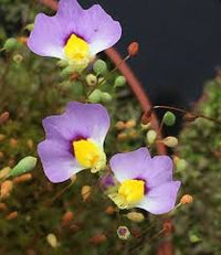 Violett Utricularia Blumensamen zur Aussaat – Wildblume Mischung – Traditionssorte & ohne Gentechnik Samen Hausgarten