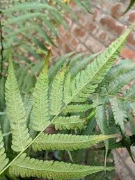 hell Violett Fern Pteridophyta Samen zur Aussaat Landhaus Garten wichtig Traditionssorte & ohne Gentechnik Samen Hausgarten