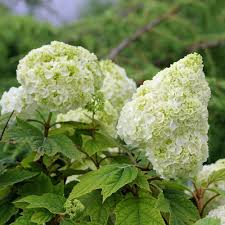 Mischung Quercifolia Blumensamen zur Aussaat – hochwertige Qualitäts- – Traditionssorte & ohne Gentechnik Samen Hausgarten
