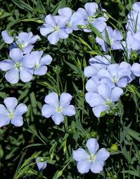 Usitatissimum Blumensamen zur Aussaat – leuchtend Blüten – Traditionssorte & ohne Gentechnik Samen Hausgarten