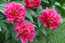 Rosa Garofano semi da fiore per la semina – apprezzato in giardino – varietà tradizionale e semi non OGM per il giardino domestico
