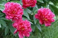 Rosa Nelke Blumensamen zur Aussaat – Garten beliebt – Traditionssorte & ohne Gentechnik Samen Hausgarten