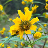 Bidens Cernua Blumensamen zur Aussaat Schnitt Blume beliebt Traditionssorte & ohne Gentechnik Samen Hausgarten