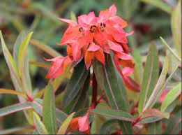 Rot Euphorbia Griffithii Blumensamen zur Aussaat – Halbschatten verträglich – Traditionssorte & ohne Gentechnik Samen Hausgarten