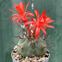 Rot Matucana Blumensamen zur Aussaat – Landhaus Garten wichtig – Traditionssorte & ohne Gentechnik Samen Hausgarten