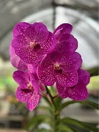 dunkel Rosa Schmetterlingsorchidee Orchidee Samen zur Aussaat Wildblume Mischung Traditionssorte & ohne Gentechnik Samen Hausgarten