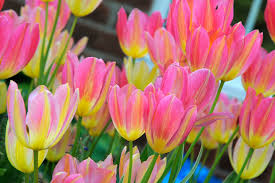 Gelb Rosa Tulpe Blumensamen sonnenliebend Traditionssorte & ohne Gentechnik Samen Hausgarten