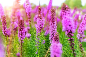 Liatris Blumensamen zur Aussaat – Anzucht – Traditionssorte & ohne Gentechnik Samen Hausgarten
