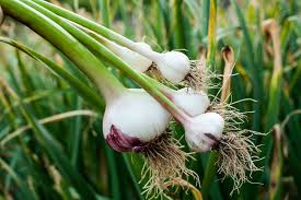 Lila & Weiß Knoblauch Samen zum Pflanzen