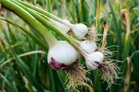 Lila & Weiß Knoblauch Samen zum Pflanzen