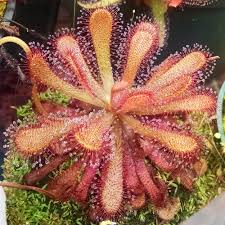 Rosa Grün Sundew zur Aussaat hochwertige Qualitäts- Traditionssorte & ohne Gentechnik Samen Hausgarten