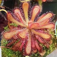 Rosa Grün Sundew zur Aussaat hochwertige Qualitäts- Traditionssorte & ohne Gentechnik Samen Hausgarten