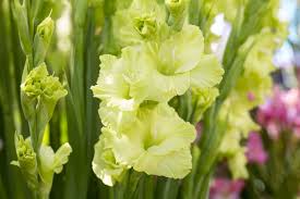 Gladiole dunkel Grün Blumensamen zur Aussaat – leuchtend – Traditionssorte & ohne Gentechnik Samen Hausgarten