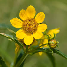 Bidens Cernua Blumensamen zur Aussaat Schnitt Blume beliebt Traditionssorte & ohne Gentechnik Samen Hausgarten