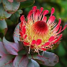 Protea Blumensamen zur Aussaat – ideal Rabatten – Traditionssorte & ohne Gentechnik Samen Hausgarten