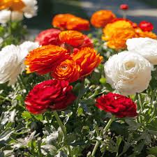 Gemischt Ranunculus Blumensamen sonnenliebend Traditionssorte & ohne Gentechnik Samen Hausgarten