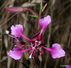 Lila elegant Clarkia Samen zur Aussaat leuchtend einjährige Blume Blüten