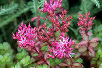 Rosa Sedum Spurium Blumensamen zur Aussaat – farbenfroh Schau – Traditionssorte & ohne Gentechnik Samen Hausgarten