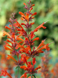 Orange Agastache Navajo Samen zur Aussaat – leuchtend mehrjährig Blumen