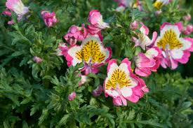 Schizanthus Blumensamen zur Aussaat – Wildblume Mischung – Traditionssorte & ohne Gentechnik Samen Hausgarten