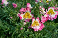 Schizanthus Blumensamen zur Aussaat – Wildblume Mischung – Traditionssorte & ohne Gentechnik Samen Hausgarten