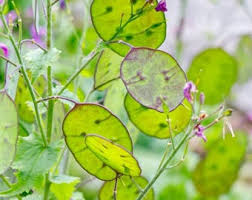Grün Lunaria Blumensamen zur Aussaat – hochwertige Qualitäts- – Traditionssorte & ohne Gentechnik Samen Hausgarten