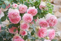 Rosa Weiß kletternd Rose Samen zur Aussaat lang Blüte Saison Traditionssorte & ohne Gentechnik Samen Hausgarten