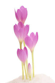 klein Rosa Crocus Blumensamen zur Aussaat – Traditionssorte ohne Gentechnik Keimung biologisch Garten Samen Anzucht