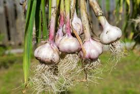 Lila & Weiß Knoblauch Samen zum Pflanzen