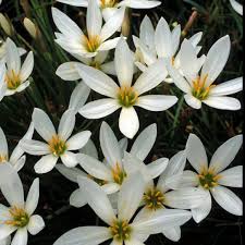 Zephyranthes Candida Blumensamen zur Aussaat – Halbschatten verträglich – Traditionssorte & ohne Gentechnik Samen Hausgarten