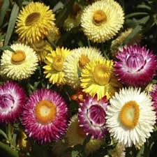 Helichrysum Bracteatum Blumensamen zur Aussaat – farbenfroh Schau – Traditionssorte & ohne Gentechnik Samen Hausgarten