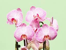 Multi-Colored Schmetterlingsorchidee Orchidee Blumensamen zur Aussaat – lang Blüte Saison – Traditionssorte & ohne Gentechnik Samen Hausgarten