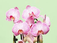 Multi-Colored Schmetterlingsorchidee Orchidee Blumensamen zur Aussaat – lang Blüte Saison – Traditionssorte & ohne Gentechnik Samen Hausgarten