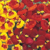Calceolaria Zapatilla Blumensamen zur Aussaat – robust Sorte – Traditionssorte & ohne Gentechnik Samen Hausgarten