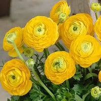Gelb Ranunculus Blumensamen Garten Landhaus Garten wichtig Traditionssorte & ohne Gentechnik Samen Hausgarten