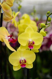 Gelb Schmetterlingsorchidee Orchidee Blumensamen zur Aussaat saisonal Dauerblüher Traditionssorte & ohne Gentechnik Samen Hausgarten