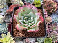 Rosa Grün Succulent Blumensamen Garten Halbschatten verträglich Traditionssorte & ohne Gentechnik Samen Hausgarten