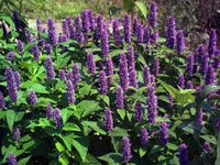 Violett riesig Hyssop Blumensamen zur Aussaat – Wildblume Mischung – Traditionssorte & ohne Gentechnik Samen Hausgarten