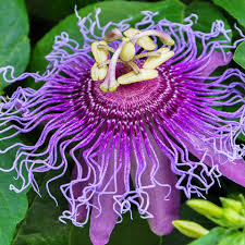 hell Violett Passion Blumensamen zur Aussaat farbenfroh Schau Traditionssorte & ohne Gentechnik Samen Hausgarten