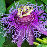 hell Violett Passion Blumensamen zur Aussaat farbenfroh Schau Traditionssorte & ohne Gentechnik Samen Hausgarten