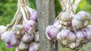 Lila & Weiß Knoblauch Samen zum Pflanzen
