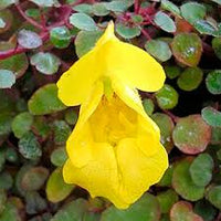 Gelb Springkraut Blumensamen – robust Sorte Traditionssorte & ohne Gentechnik Samen Hausgarten