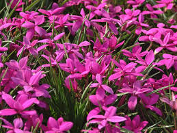Rhodohypoxis Blumensamen zur Aussaat – robust Sorte – Traditionssorte & ohne Gentechnik Samen Hausgarten