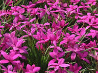 Rhodohypoxis Blumensamen zur Aussaat – robust Sorte – Traditionssorte & ohne Gentechnik Samen Hausgarten