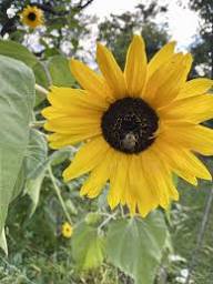 Sonnenblumen Samen Henry Wild