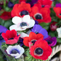 Gemischt Anemone Blumensamen zur Aussaat kompakt Wuchs Traditionssorte & ohne Gentechnik Samen Hausgarten