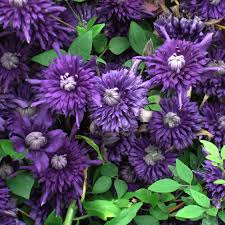 Lila Waldrebe Blumensamen zur Aussaat – duftend Blüten – Traditionssorte & ohne Gentechnik Samen Hausgarten