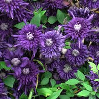 Lila Waldrebe Blumensamen zur Aussaat – duftend Blüten – Traditionssorte & ohne Gentechnik Samen Hausgarten