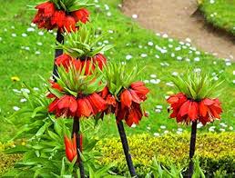 Crown Imperial Blumensamen zur Aussaat – ideal Rabatten – Traditionssorte & ohne Gentechnik Samen Hausgarten