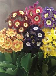 Gemischt Auricula Blumensamen zur Aussaat – lang Blüte Saison – Traditionssorte & ohne Gentechnik Samen Hausgarten